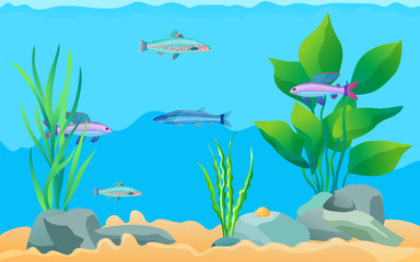 Fototapeta na wymiar Colorful Cartoon Aquarium Fishes Set Promo Poster