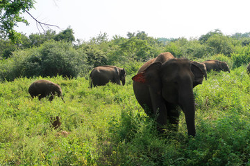 Fototapeta premium Asian elephant herd with baby and juvenile Elephants. Seen inside the udawalawe national park