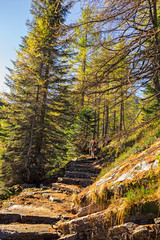 Naklejka premium Path in the coniferous forest in the Swiss valleys
