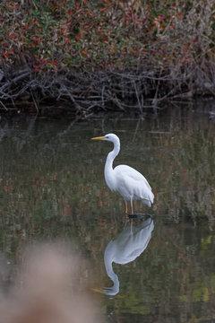great white egret in the water