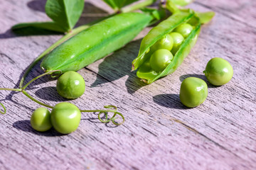 Pea stem with pod, flower, green leaves on the background of natural gray wooden table copy space, top view, flat lay
