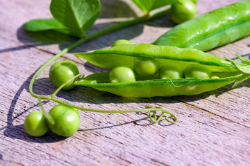 Pea stem with pod, flower, green leaves on the background of natural gray wooden table copy space,...