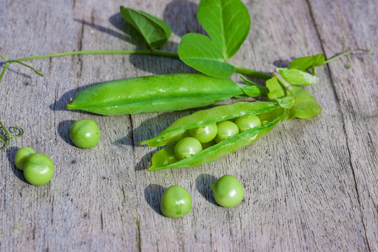 Pea stem with pod, flower, green leaves on the background of natural gray wooden table copy space, top view, flat lay
