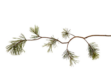 Curved pine branch, isolated on white. For Christmas cards. Ready for your own decorations.