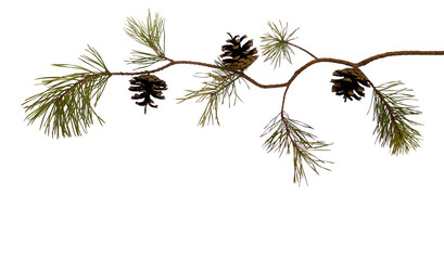 Curved pine branch with pinecone, isolated on white. For Christmas cards. Ready for your own decorations.