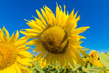 Naklejka premium Beautiful landscape with field of blooming sunflowers field over cloudy blue sky and bright sun lights.Thailand.
