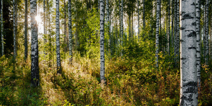 Bosque de abedul