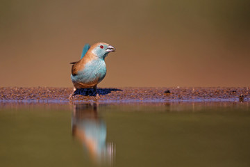 Blue waxbill or Southern Cordonbleu drinking at a waterhole  in Zimanga Game Reserve in South Africa 