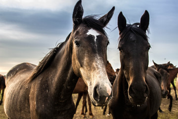 Obraz premium A herd of horses grazes and frolics with each other at sunset. Farm life
