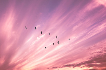 Migratory birds flying in the shape of v on the cloudy sunset sky. Sky and clouds with effect of pastel colored.