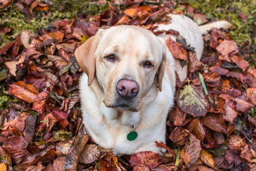 Perro Labrador tumbado entre las hojas del Otoño