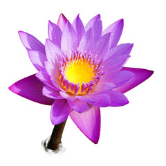 Purple water lily on stem isolated on white background. Lotus flower isolated on white background. Top view of pink water lily on white background