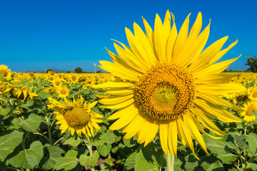 Fototapeta premium Beautiful landscape with field of blooming sunflowers field over cloudy blue sky and bright sun lights.Thailand.