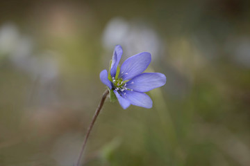 Leberblümchen