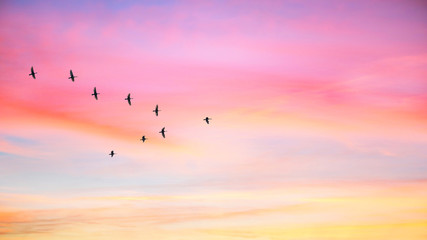 Migratory birds flying in the shape of v on the cloudy sunset sky. Sky and clouds with effect of...