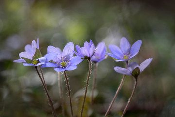 Leberblümchen