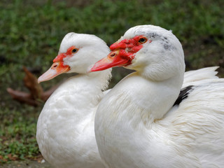 Muscovy ducks, (cairina moschata) native to Mexico, Central and South America