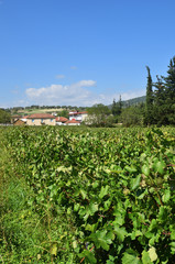 The vineyard in Nemea region, Greece