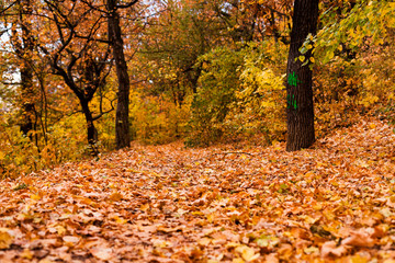 Path way into golden forest, autumn