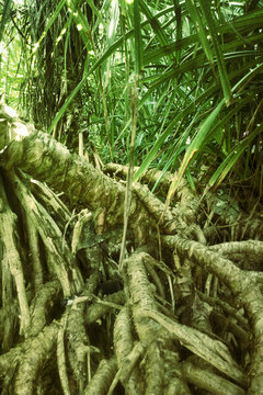 In undergrowth of wild aloe.