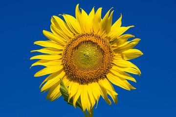 Beautiful landscape with field of blooming sunflowers field over cloudy blue sky and bright sun lights.Thailand.