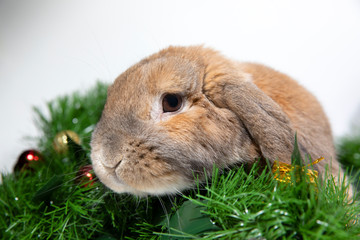 Home decorative rabbit on a decorated background in the New Year's style. Christmas decorations with pine cones and gifts with tinsel. Christmas and New Year holidays.
