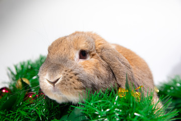 Home decorative rabbit on a decorated background in the New Year's style. Christmas decorations with pine cones and gifts with tinsel. Christmas and New Year holidays.