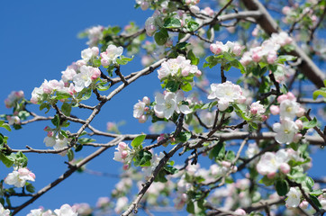 apple blossom on blue sky background