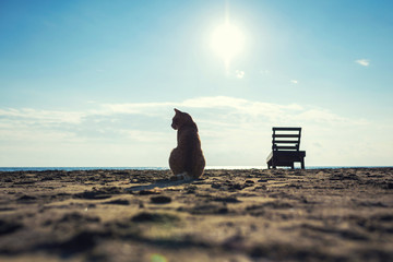 Silhouette of big red cat on the sand on the beach on the sea and small sunbed background