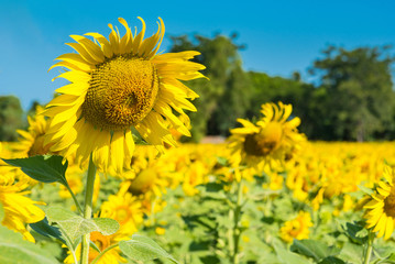 Beautiful landscape with field of blooming sunflowers field over cloudy blue sky and bright sun lights.Thailand.