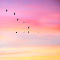 Migratory birds flying in the shape of v on the cloudy sunset sky. Sky and clouds with effect of pastel colored.