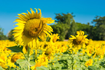 Beautiful landscape with field of blooming sunflowers field over cloudy blue sky and bright sun lights.Thailand.
