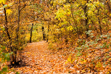 Fototapeta na wymiar Path way into golden forest, autumn