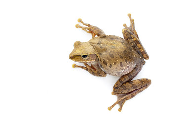 Image of Frog, Polypedates leucomystax,polypedates maculatus on a white background.  Reptile. Animal.