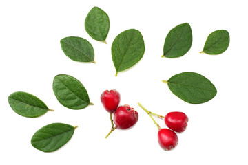 red berries with green leaves isolated on white background. top view
