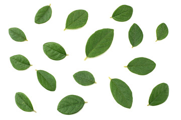 red berries with green leaves isolated on white background. top view