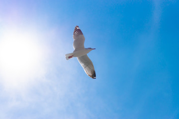 Flying seagull, Bird flies over the sea, Seagull hover over deep blue sea, Gull hunting down fish.