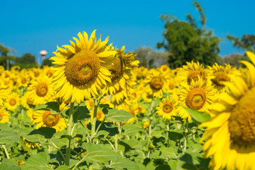 Beautiful landscape with field of blooming sunflowers field over cloudy blue sky and bright sun lights.Thailand.