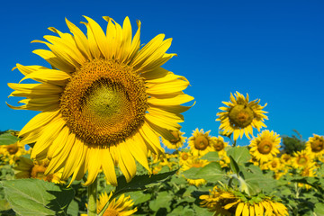Fototapeta premium Beautiful landscape with field of blooming sunflowers field over cloudy blue sky and bright sun lights.Thailand.