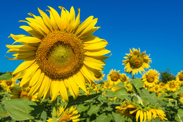 Beautiful landscape with field of blooming sunflowers field over cloudy blue sky and bright sun lights.Thailand.