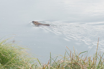 Ragondin sur la loire