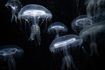 アマガサクラゲ © Takahito Obara