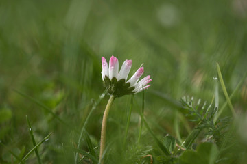 Gänseblümchen © Hanna Gottschalk