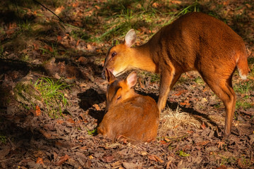 Female muntjac with fawn