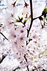 Cherry blossoms in full bloom.