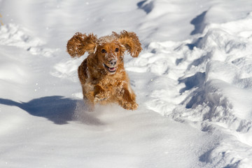 Running happy English cocker spaniel on snow