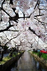 Cherry blossoms in full bloom.