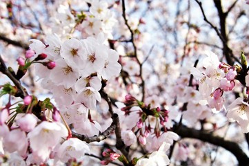 Cherry blossoms in full bloom.