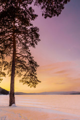 Fototapeta na wymiar Lonely pine-tree. Some snow falling. Snow covered lake ice and ground. Cold winter morning during sunrise. Beautiful winter wonderland. Winter landscape with lake and sunset fiery sky. 