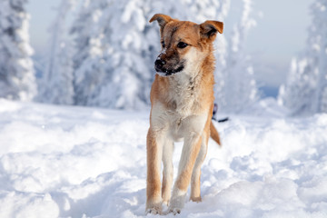 A cute dog with brown hair, a bite black face in the snow, is looking for a treat. Lost pet concept, stray dog